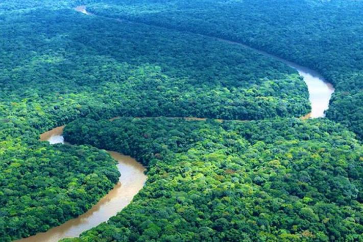 Vue d'une forêt du Bassin du Congo