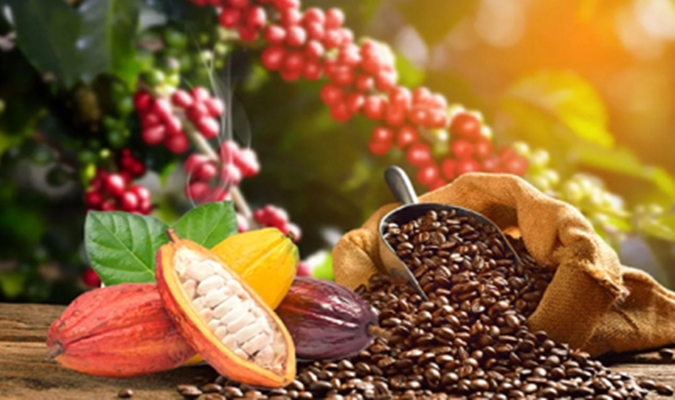 Café et cacao