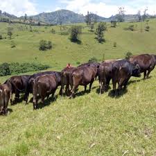 Des vaches dans une ferme. Photo d'illustration