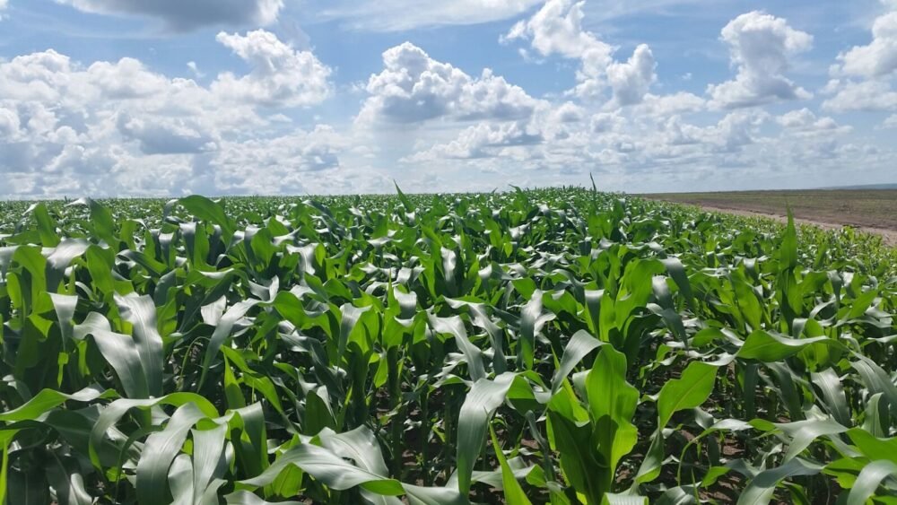 Pourquoi la loi agricole (Code agricole) de 2011 n&rsquo;a pas produit les effets attendus ?