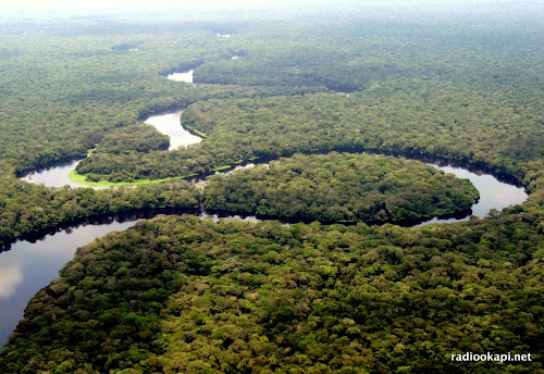 Une vue de la forêt du Bassin du Congo