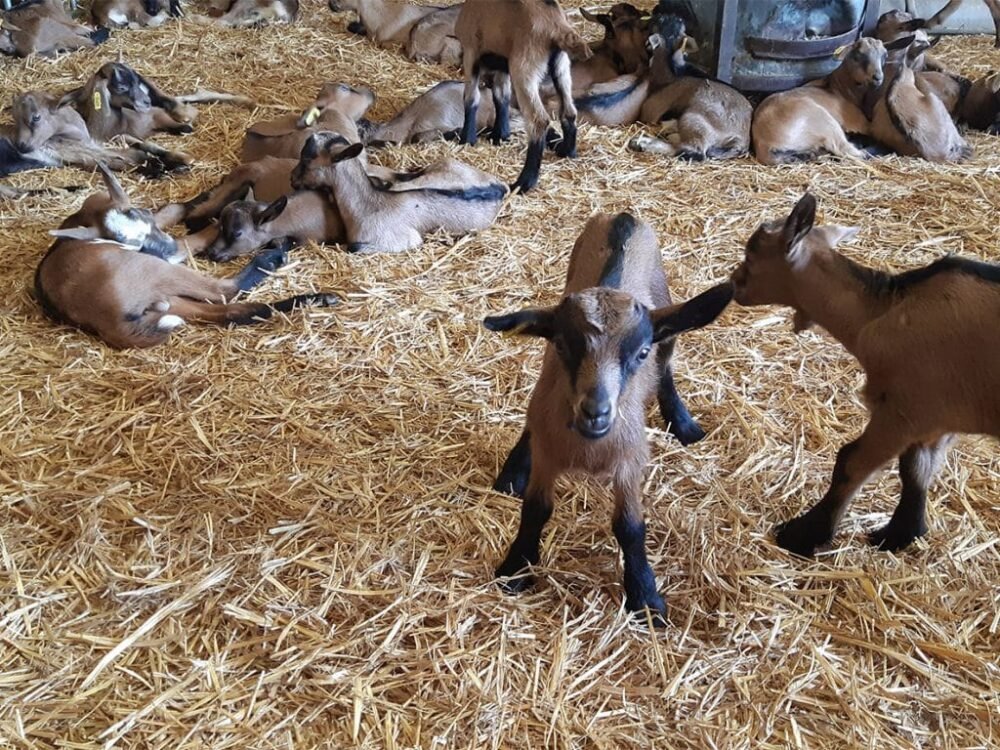 Le Grand Kasaï menacé par une pathologie animale : 315 caprins meurent en 5 jours à Lusambo